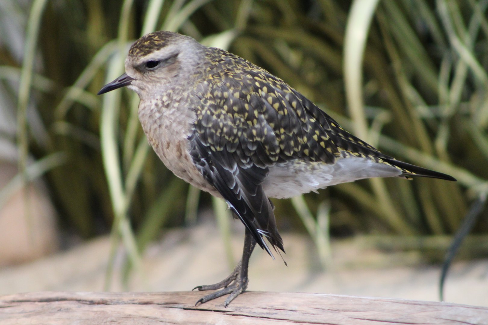 American Golden Plover (Pluvialis dominica)