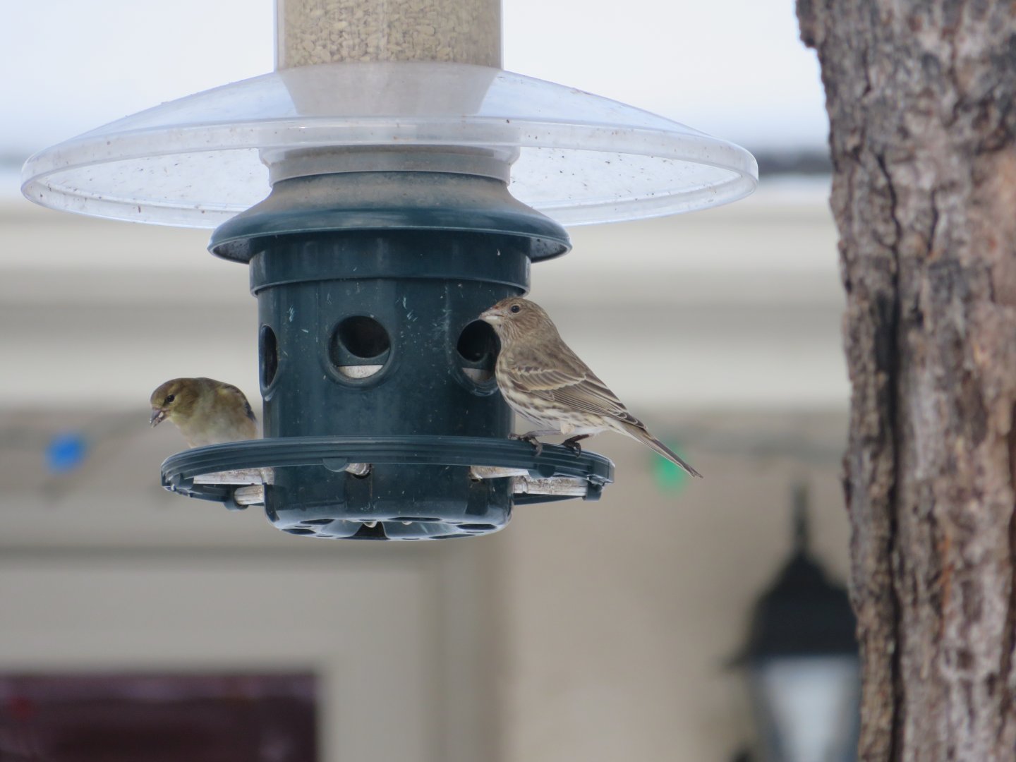 American Goldfinch and House Finch