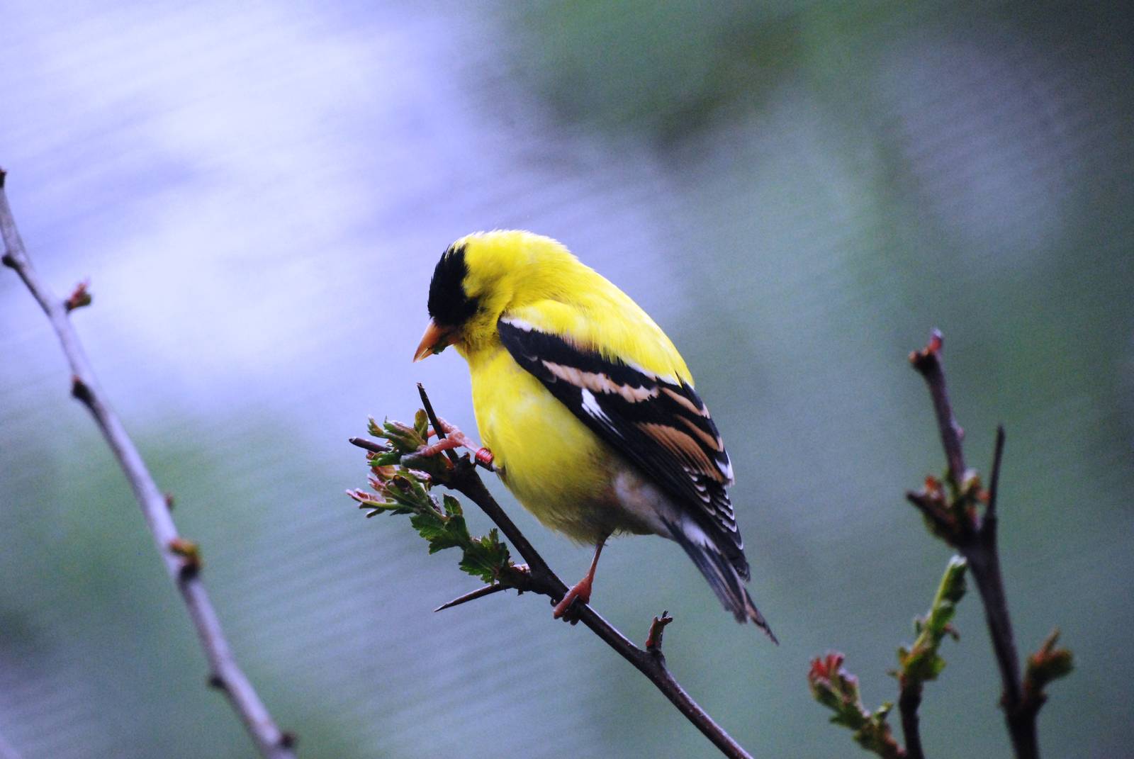 American Goldfinch at Tropical Birdland, 18/05/13