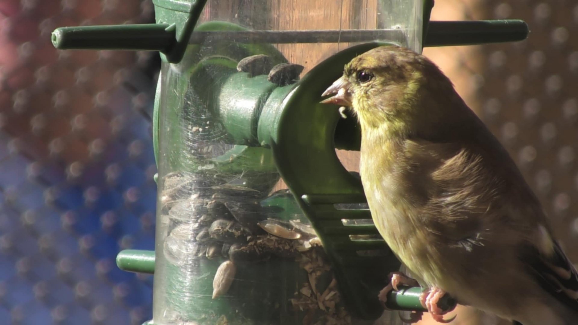 American goldfinch feeding from a bird feeder