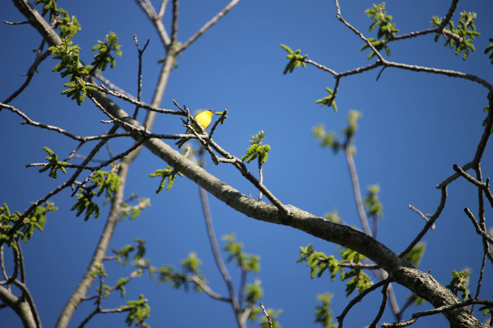 American Goldfinch in a tree