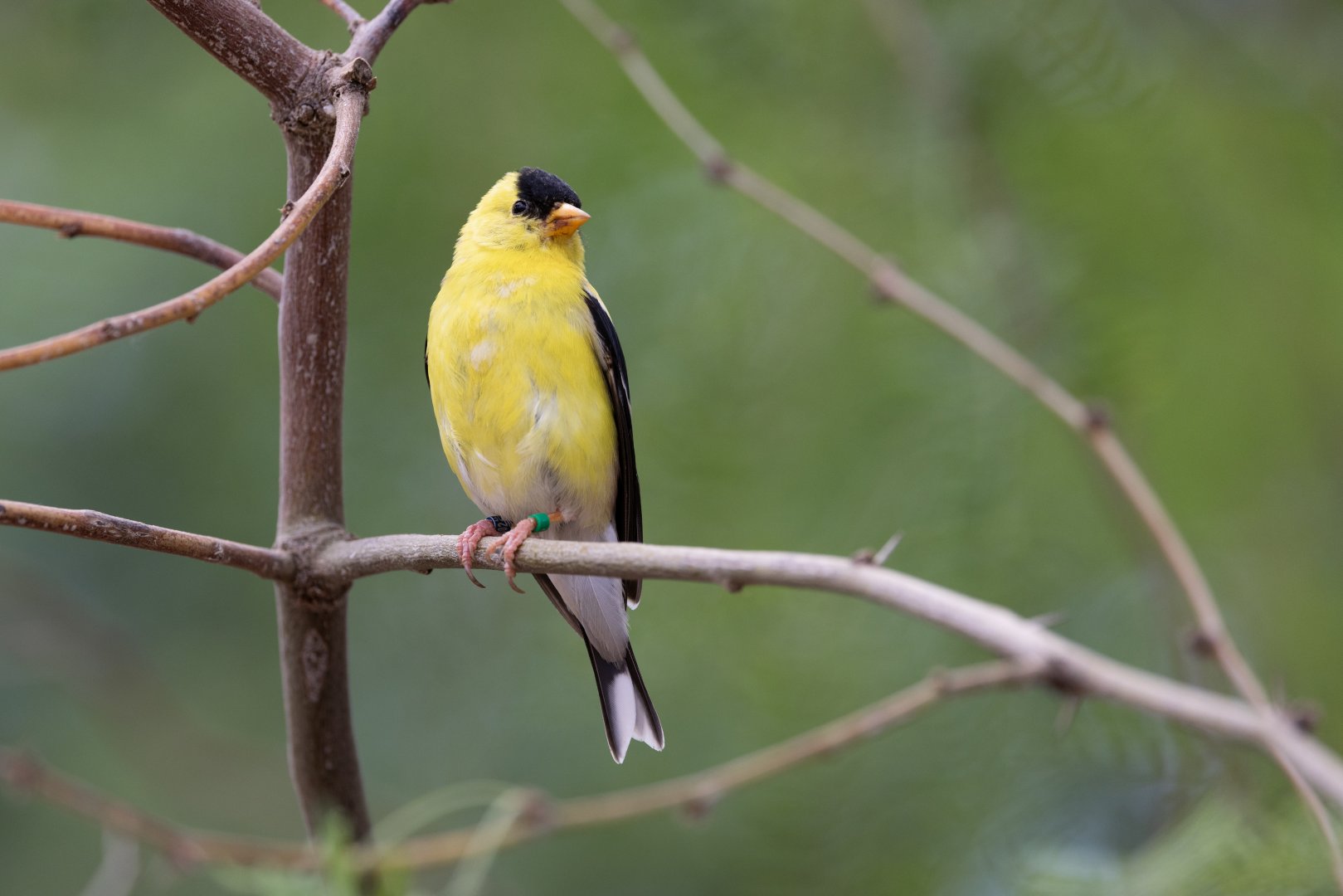 American Goldfinch (Spinus tristis) - Desert