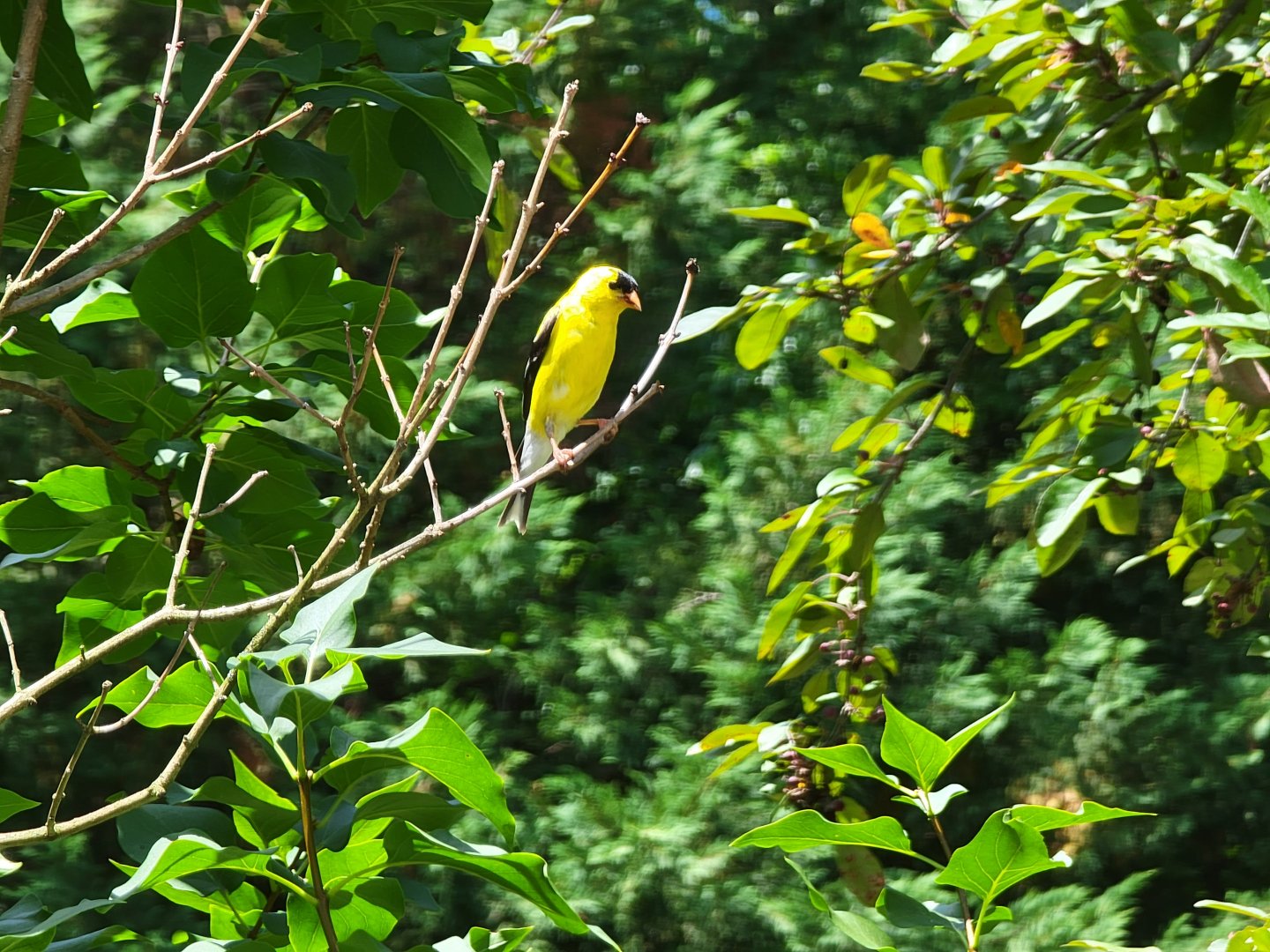 American Goldfinch, wild, central Delaware