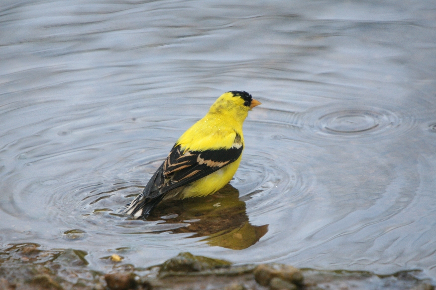 American Goldfinch
