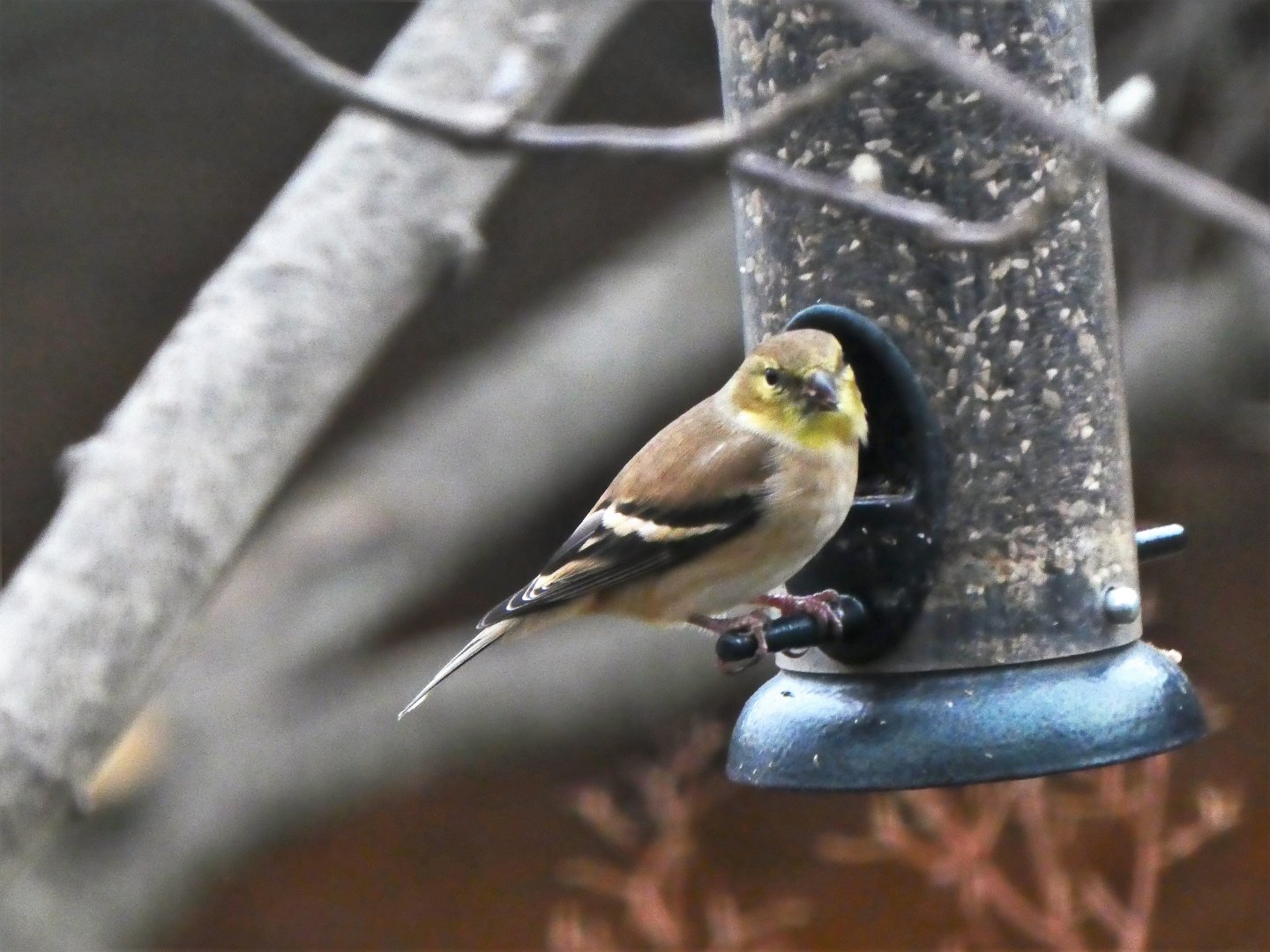 American Goldfinch