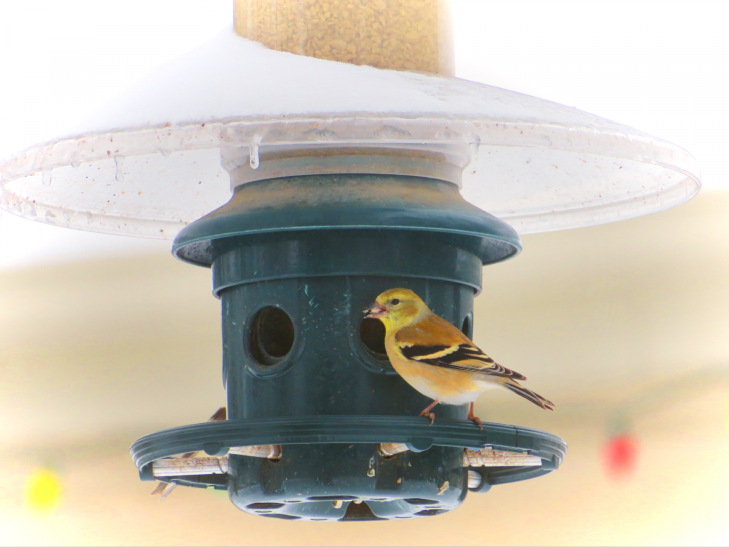 American Goldfinch