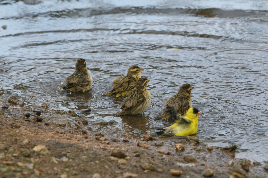 American Goldfinches