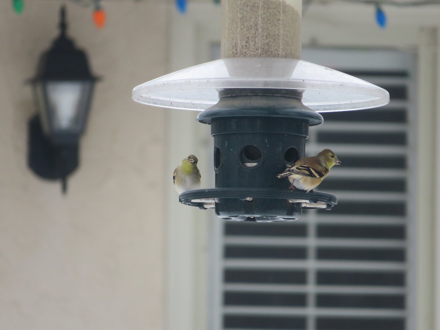 American goldfinches
