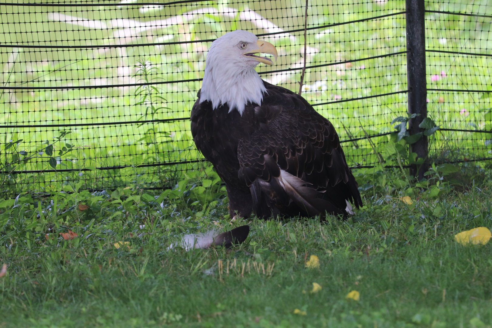 American Grasslands - Bald Eagle