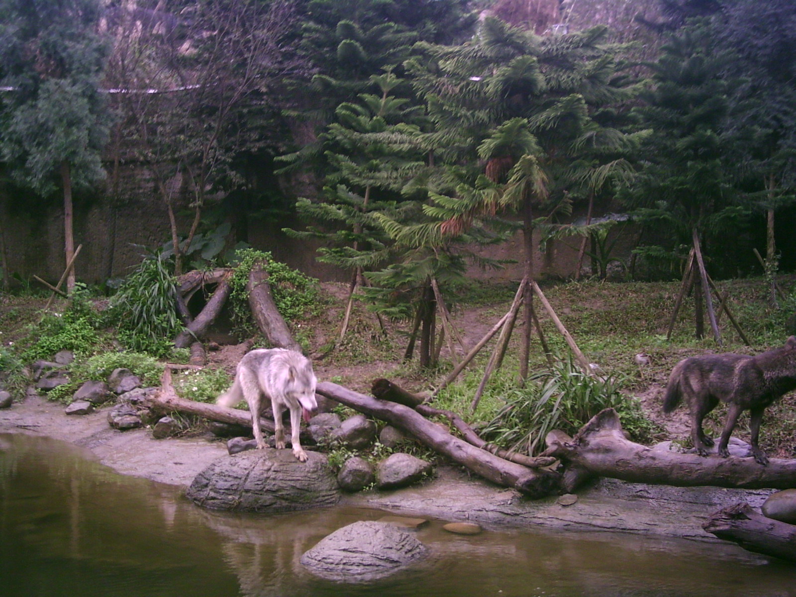 American Gray Wolf in 2006