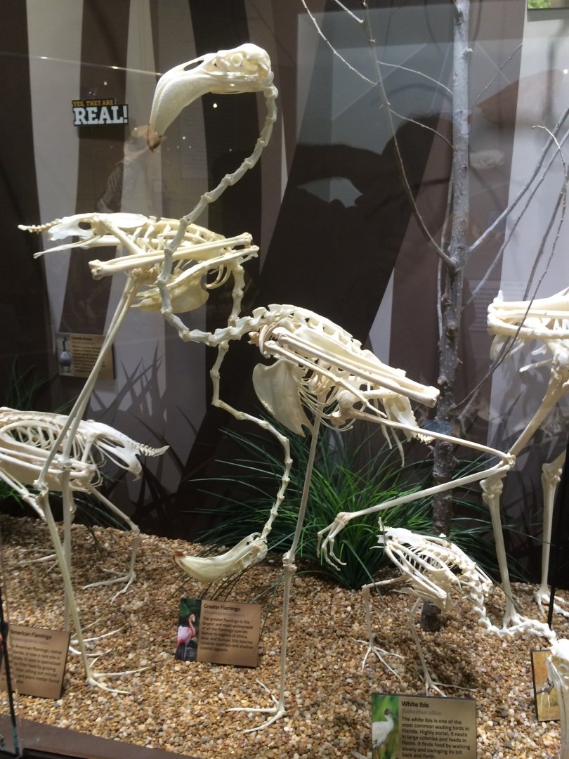 American & Greater Flamingos