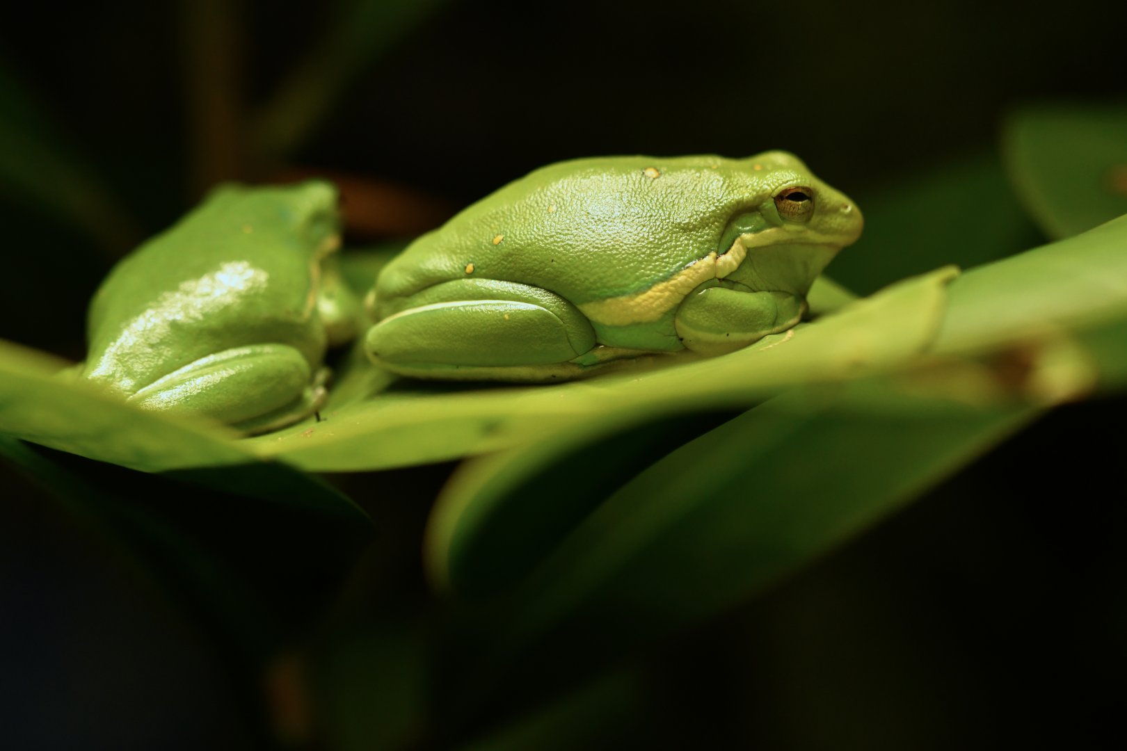 American green tree frog (Dryophytes cinereus)