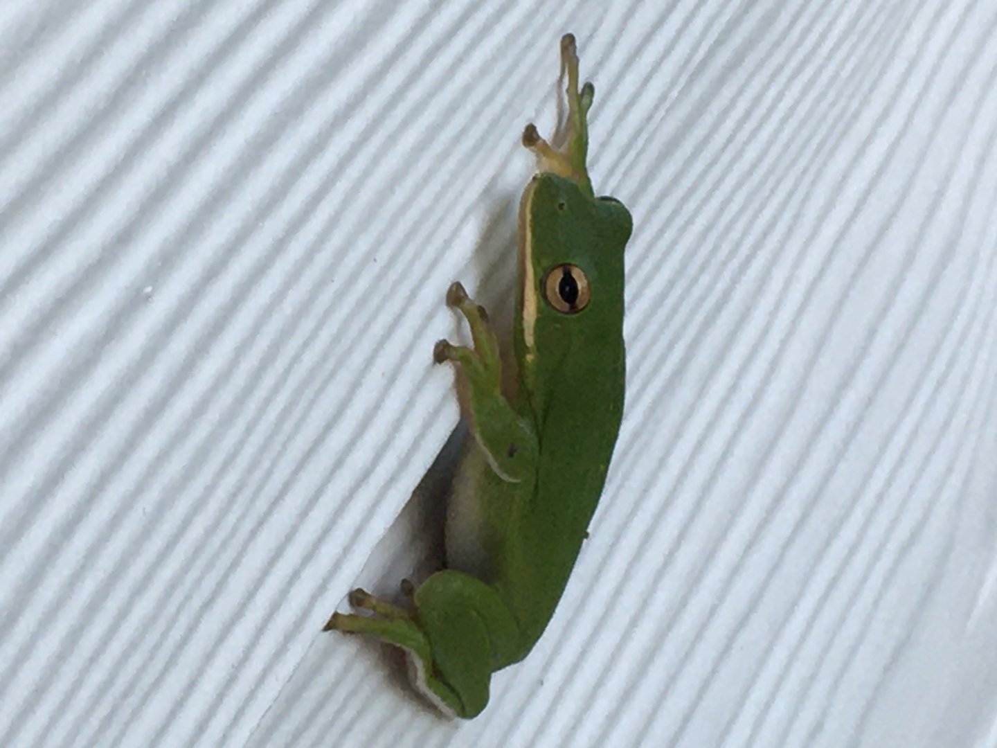 American Green Tree Frog (Dryophytes cinereus)