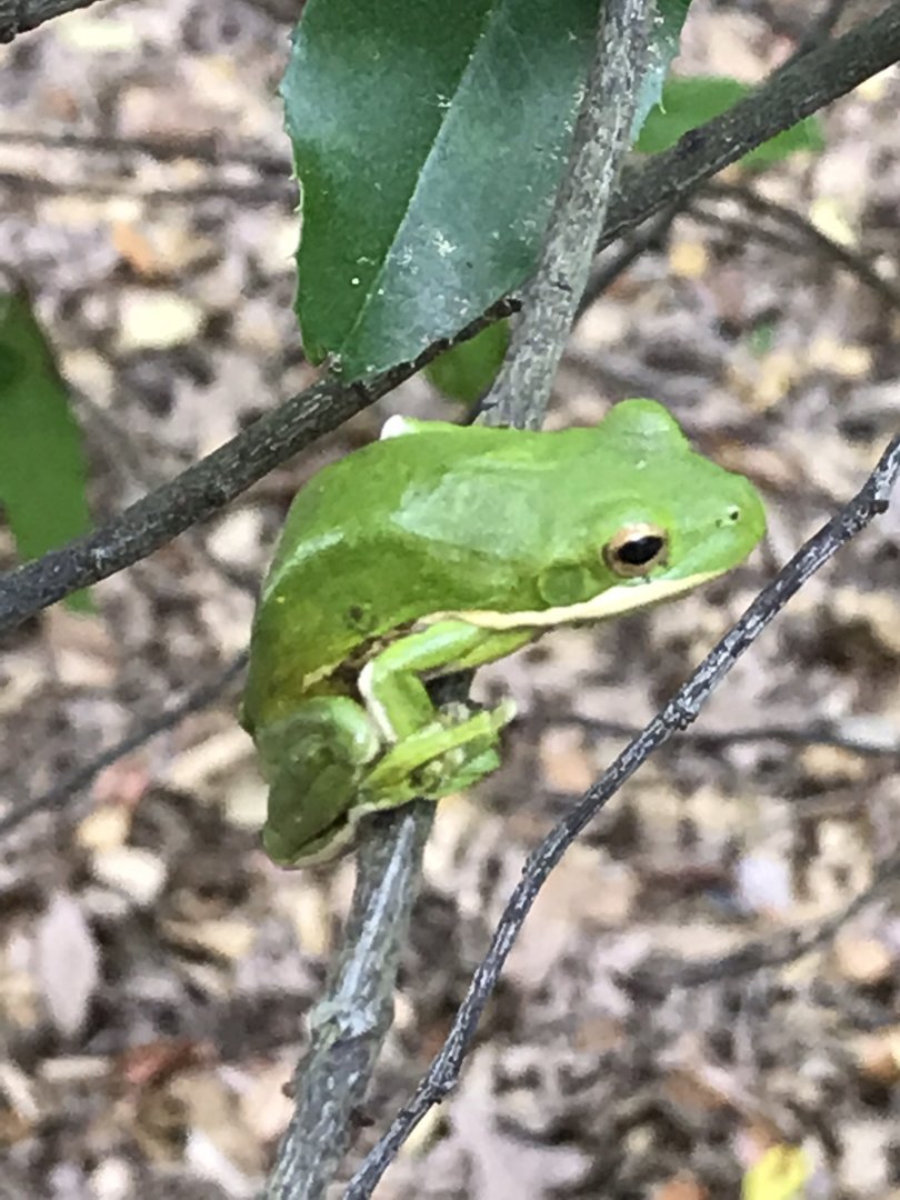 American green tree frog in North Carolina