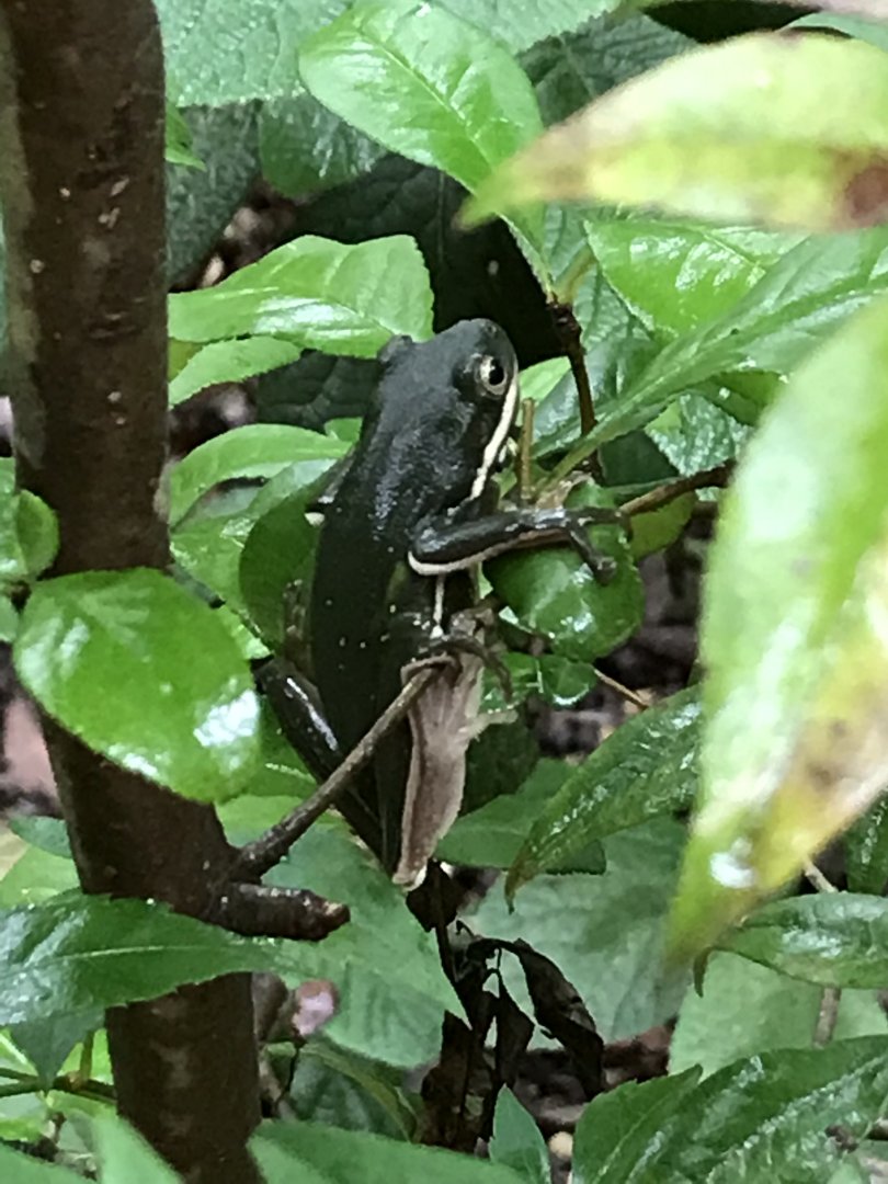 American green tree frog in North Carolina