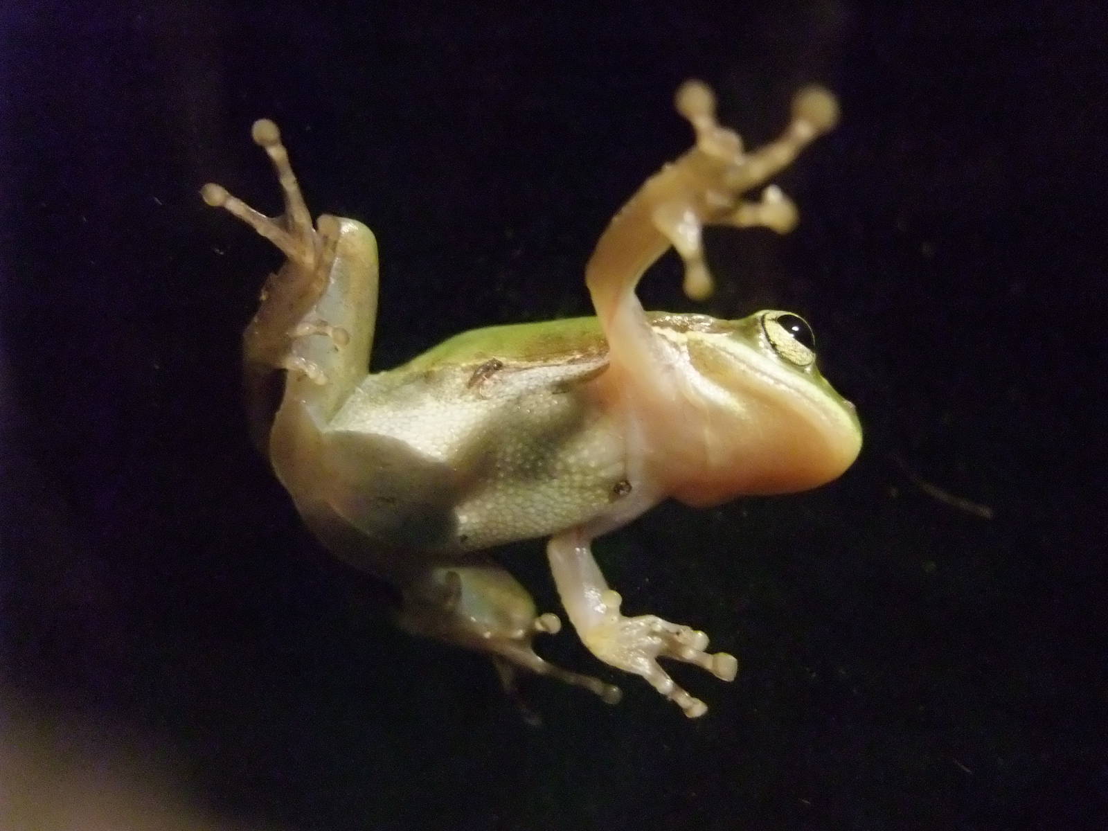 American Green Tree Frog, Western Everglades/Big Cypress, October 2013
