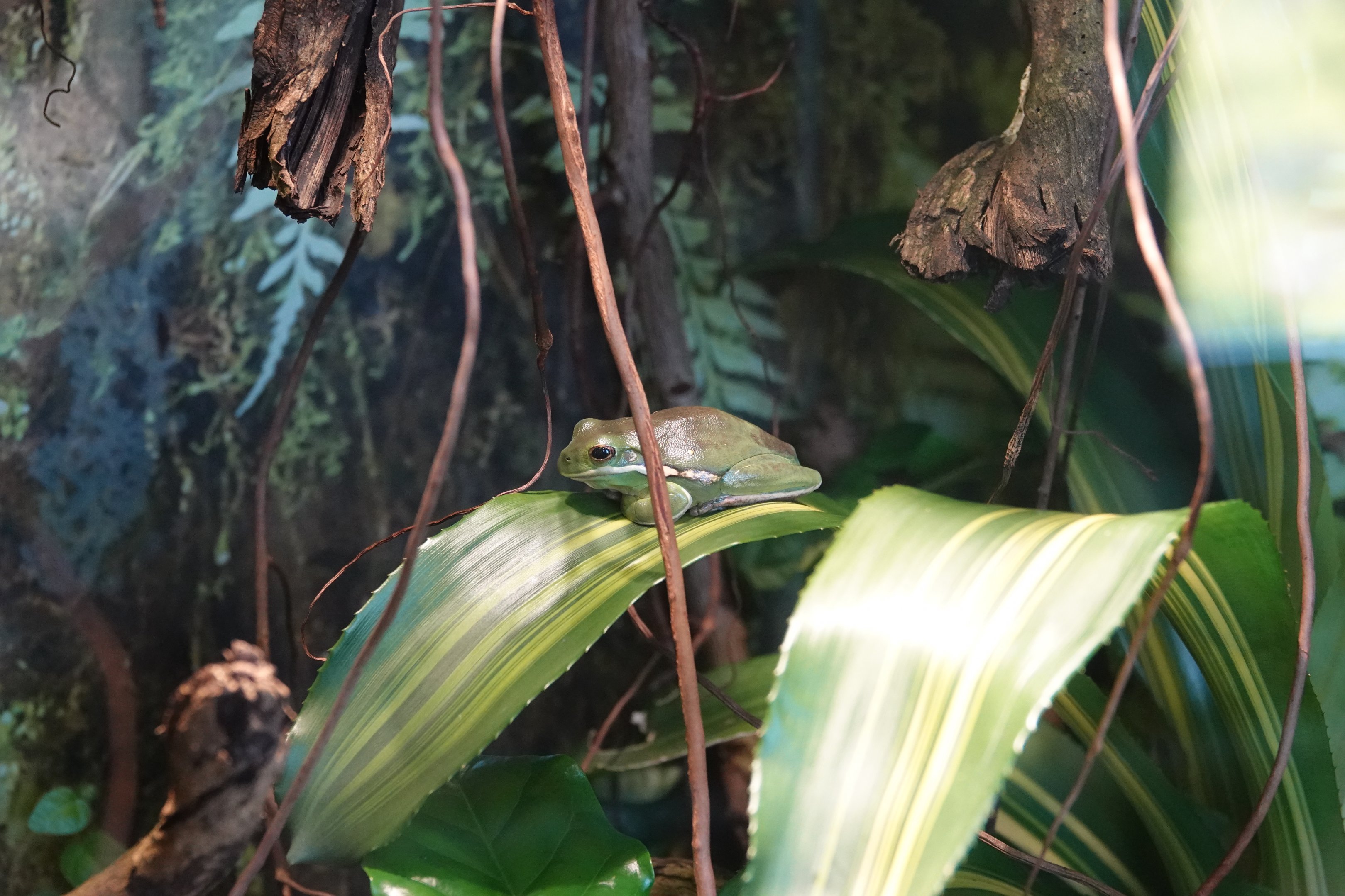American green tree frog