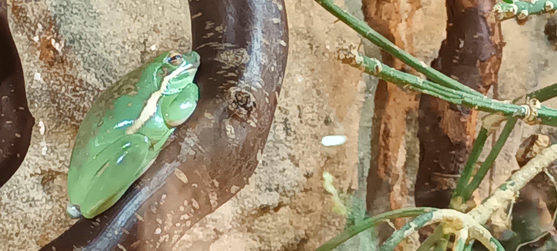 American green tree Frog