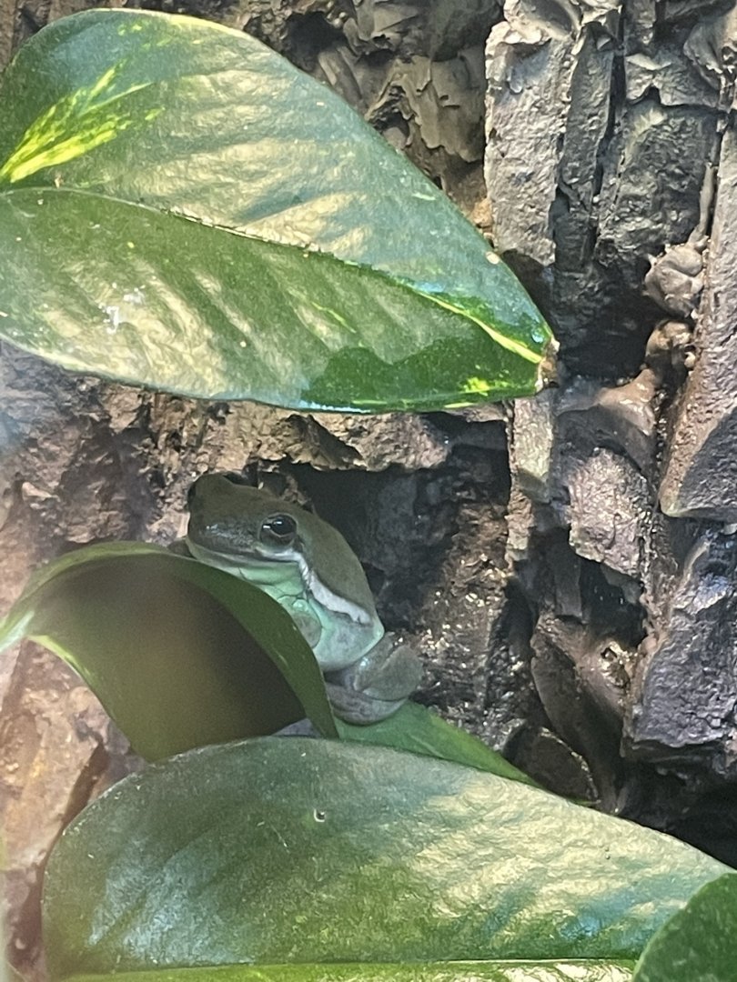 American Green Treefrog