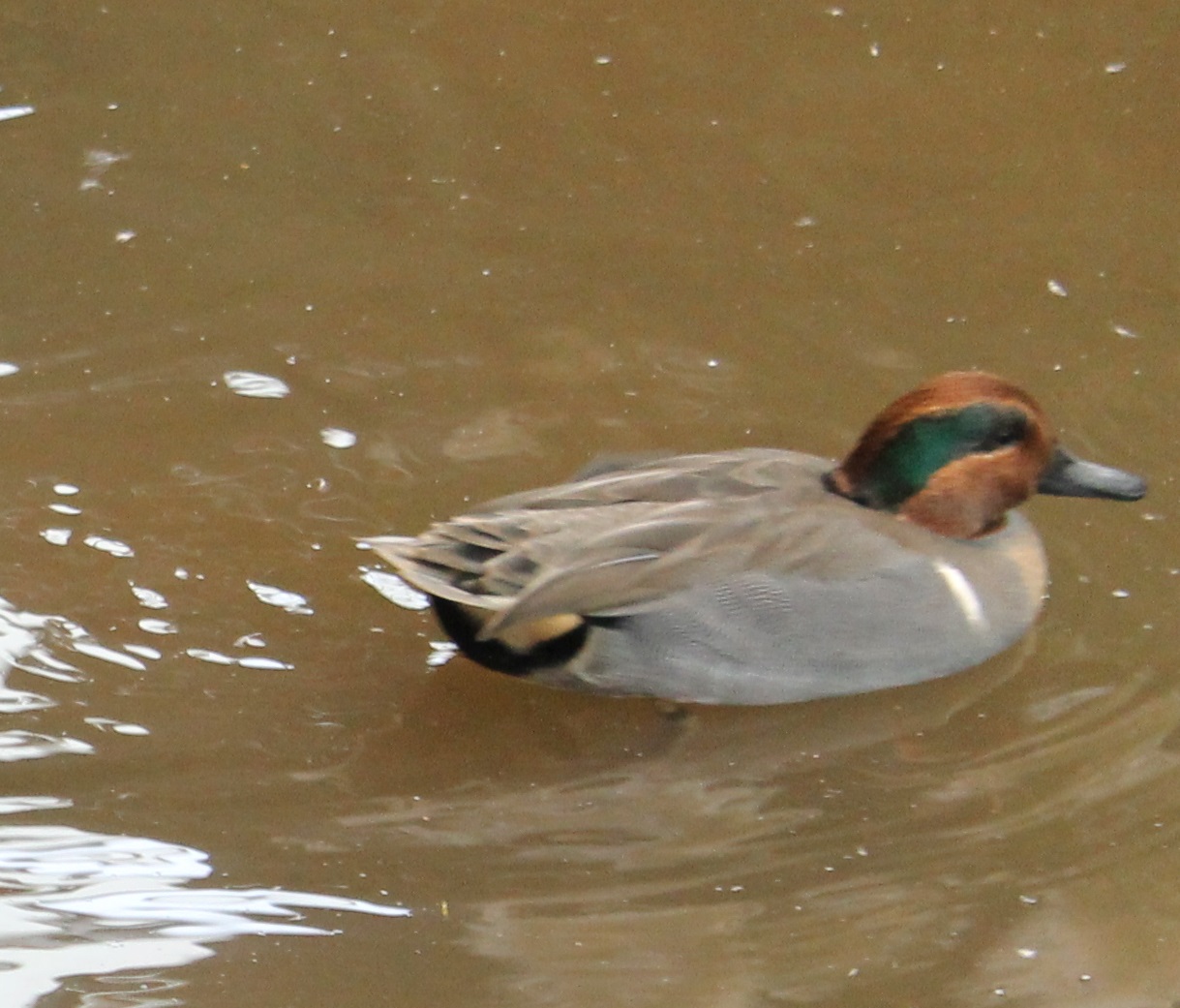 American green-winged duck
