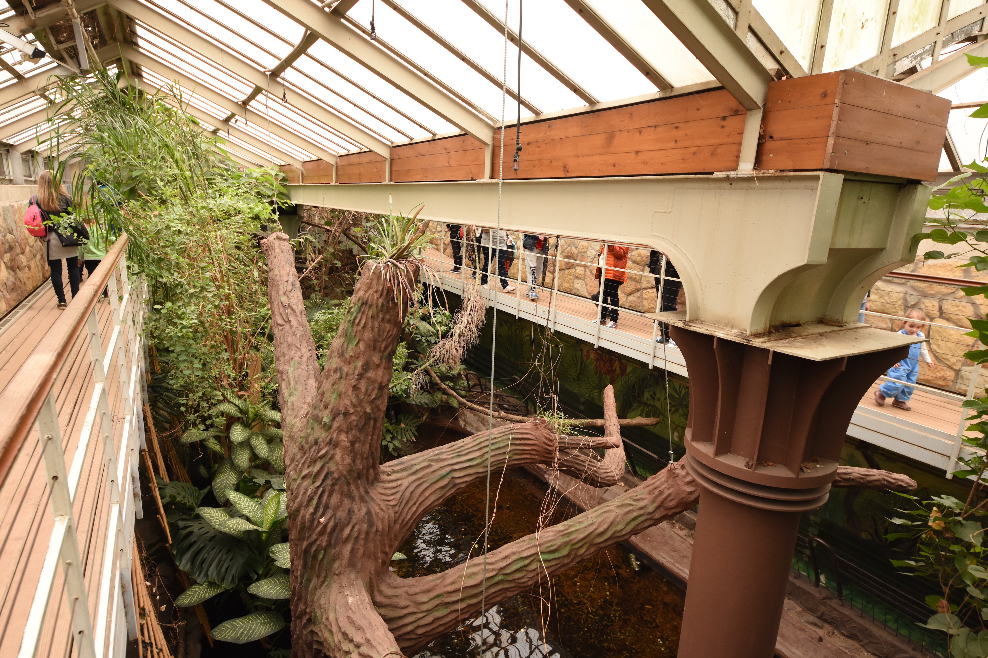 American greenhouse - Okefenokee swamp