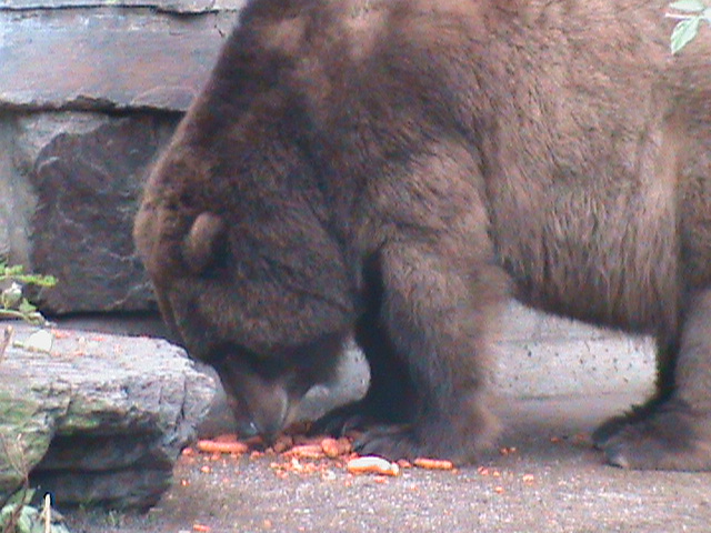 american grizzly bear 041211