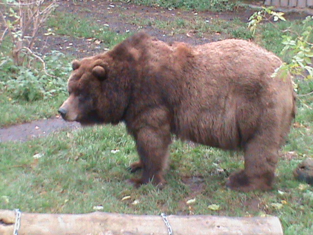 american grizzly bear 041211