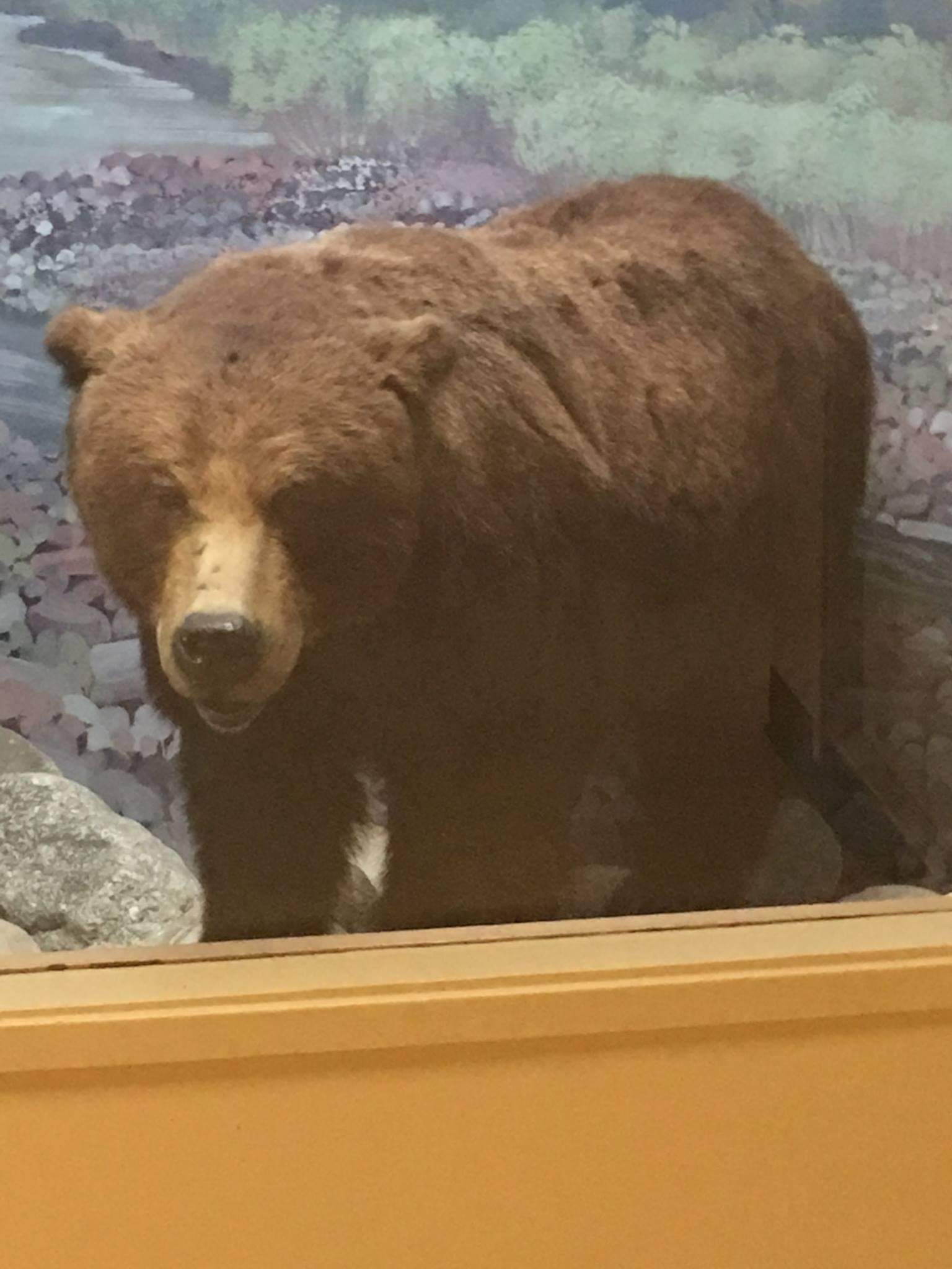 American grizzly bear (Ursus arctos horribilis)