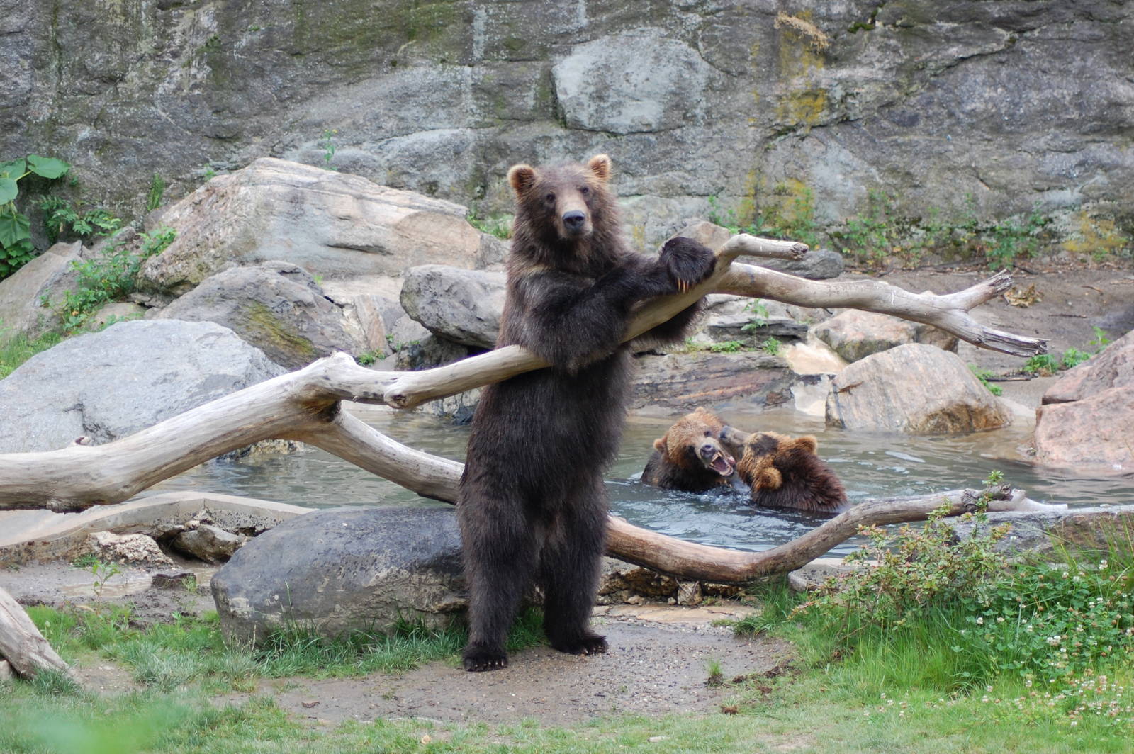 American grizzly bear