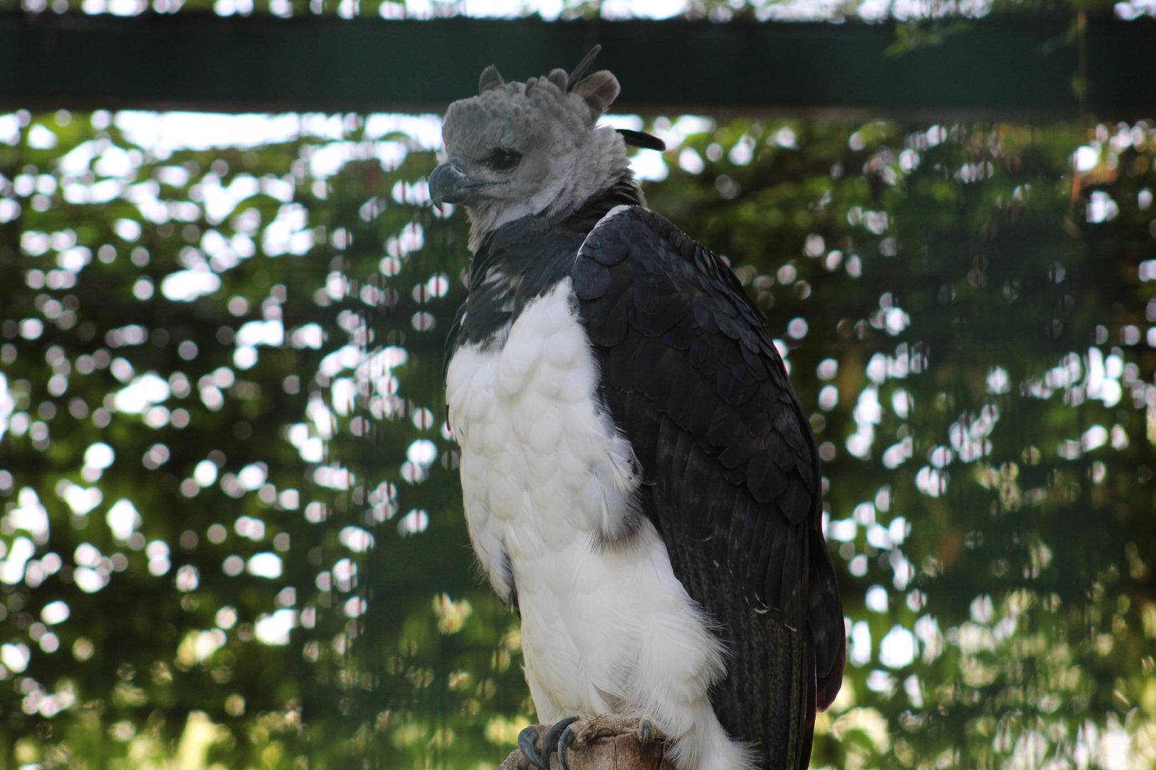 American Harpy Eagle