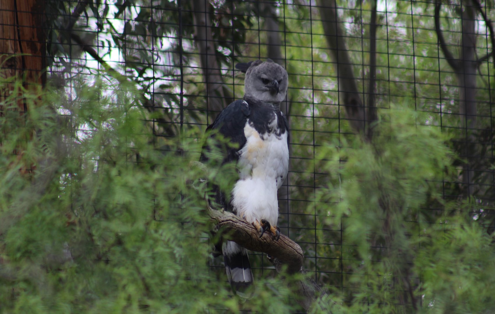 American Harpy Eagle