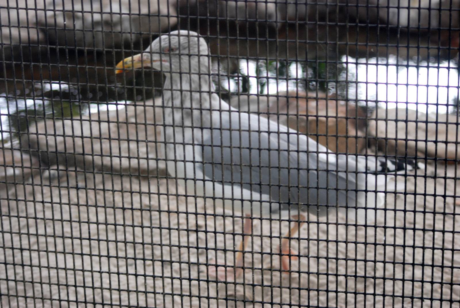 American Herring Gull at Peace River Wildlife Centre, 09/10/13
