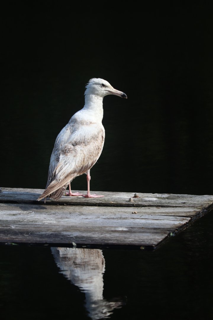 American Herring Gull