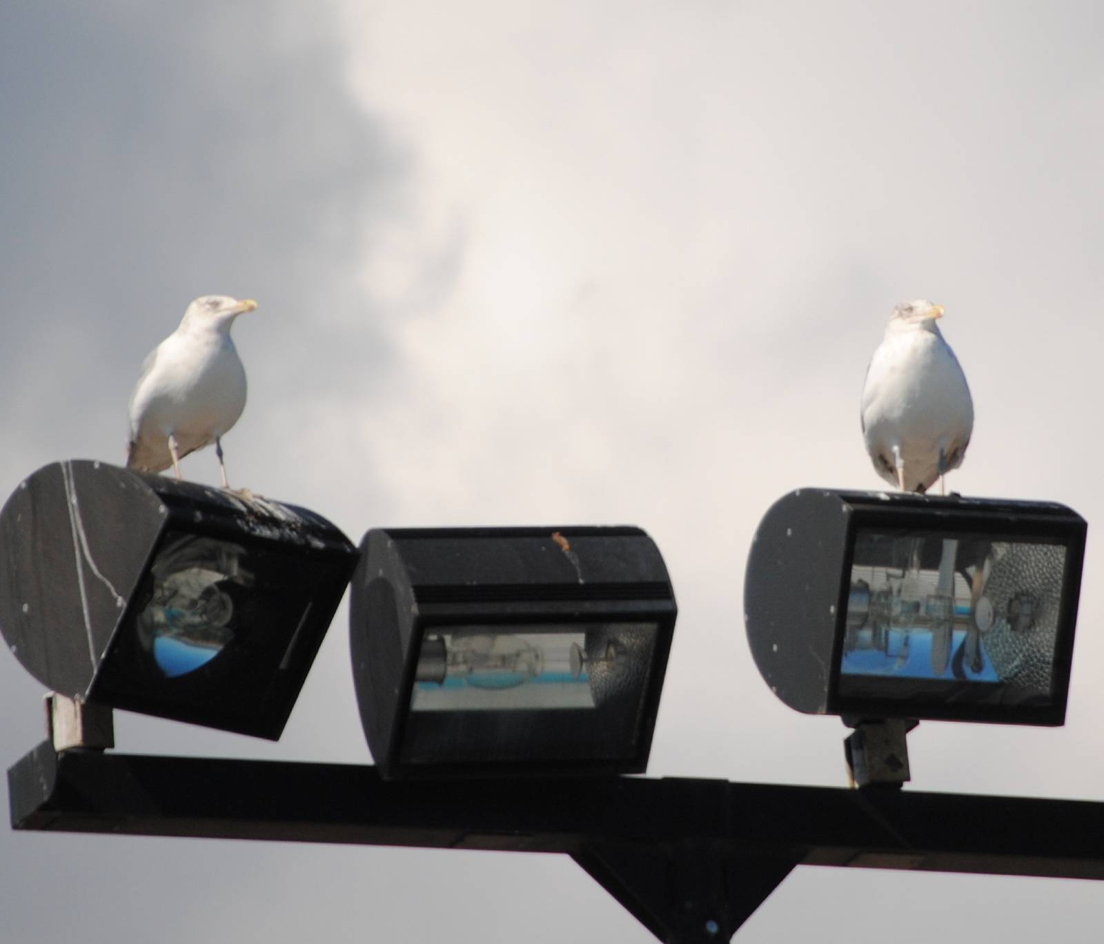 American Herring Gulls
