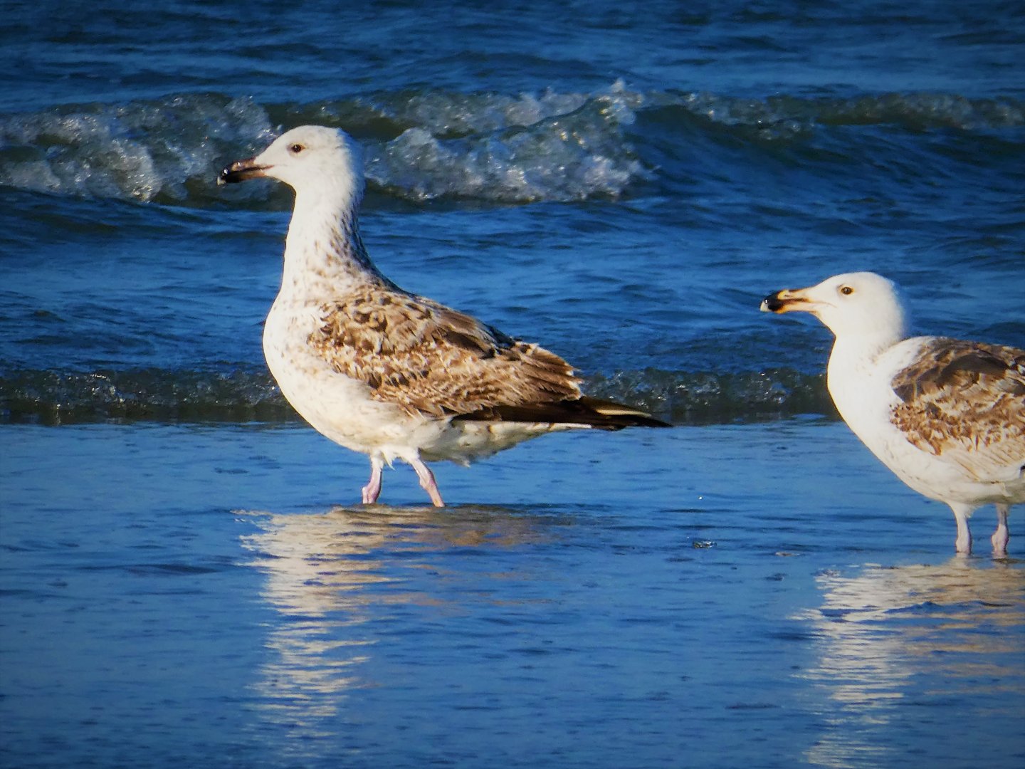 American Herring Gulls