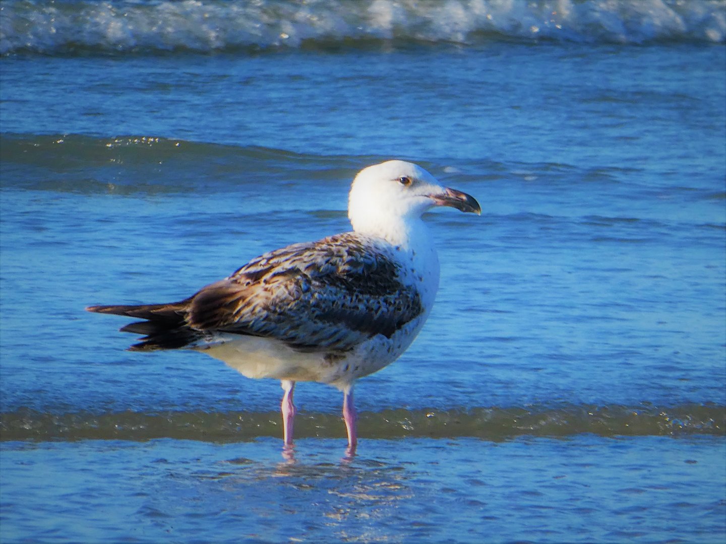 American Herring Gulls
