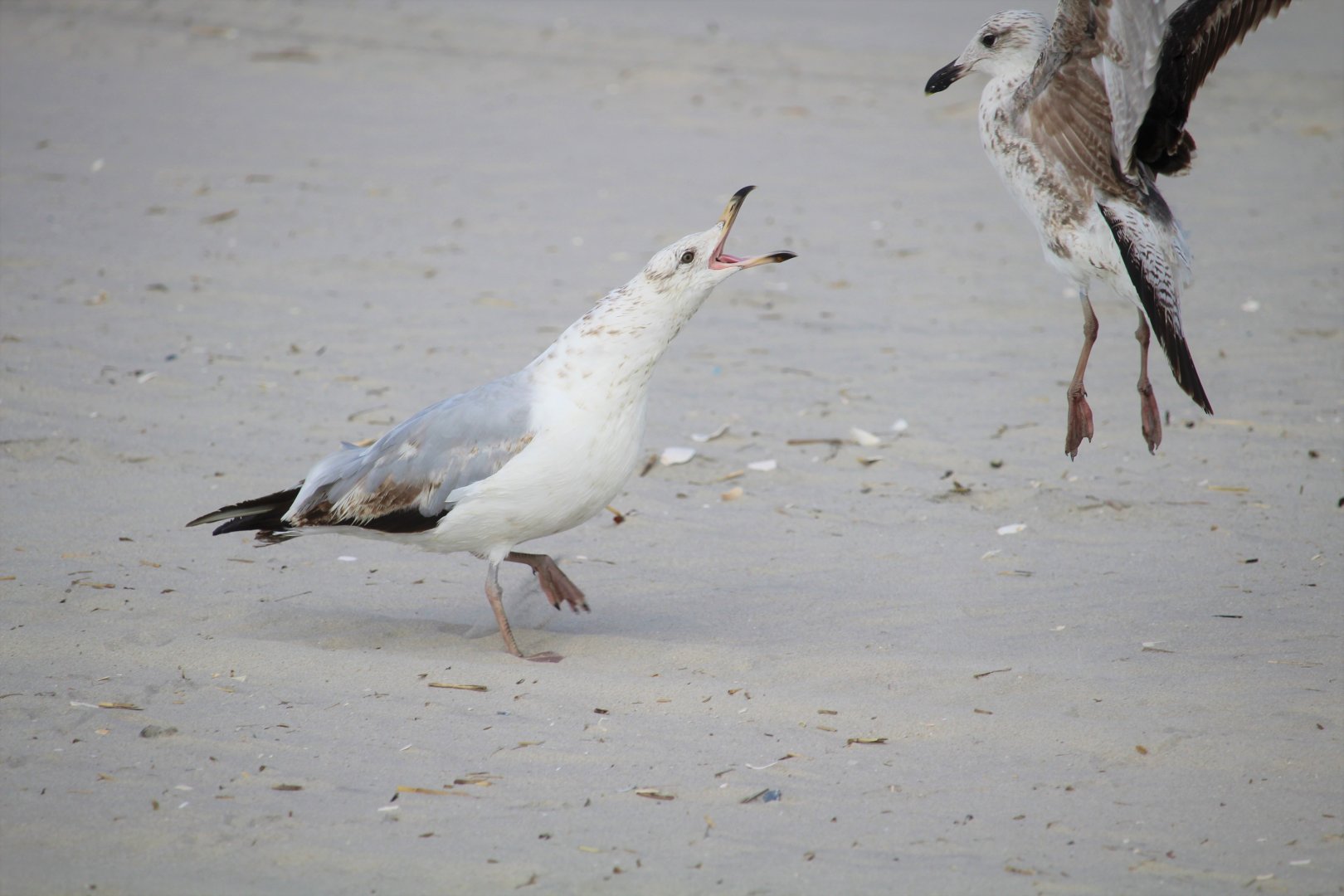 American Herring Gulls