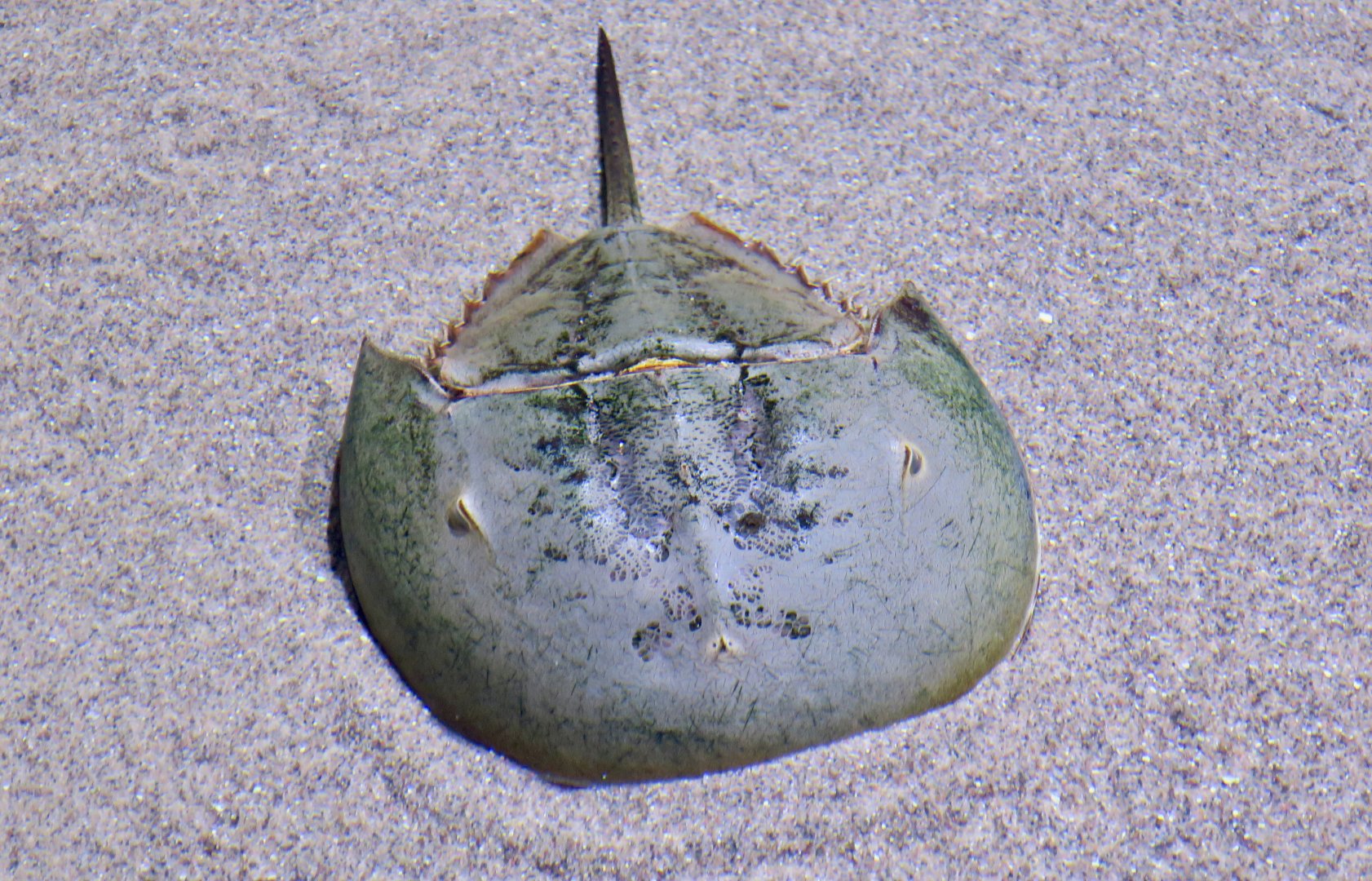 American Horseshoe Crab (Limulus polyphemus)