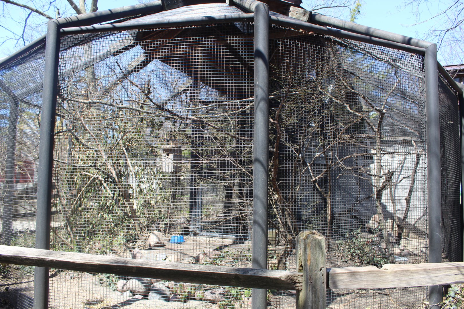 American Kestral Aviary - Birds of Prey
