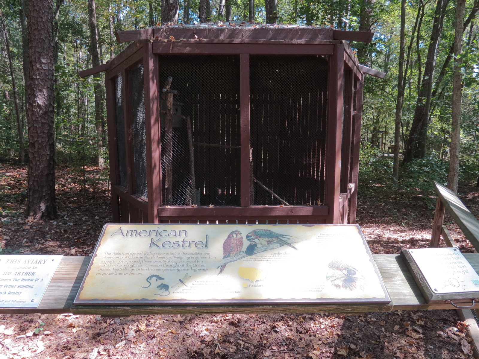 American Kestral Exhibit