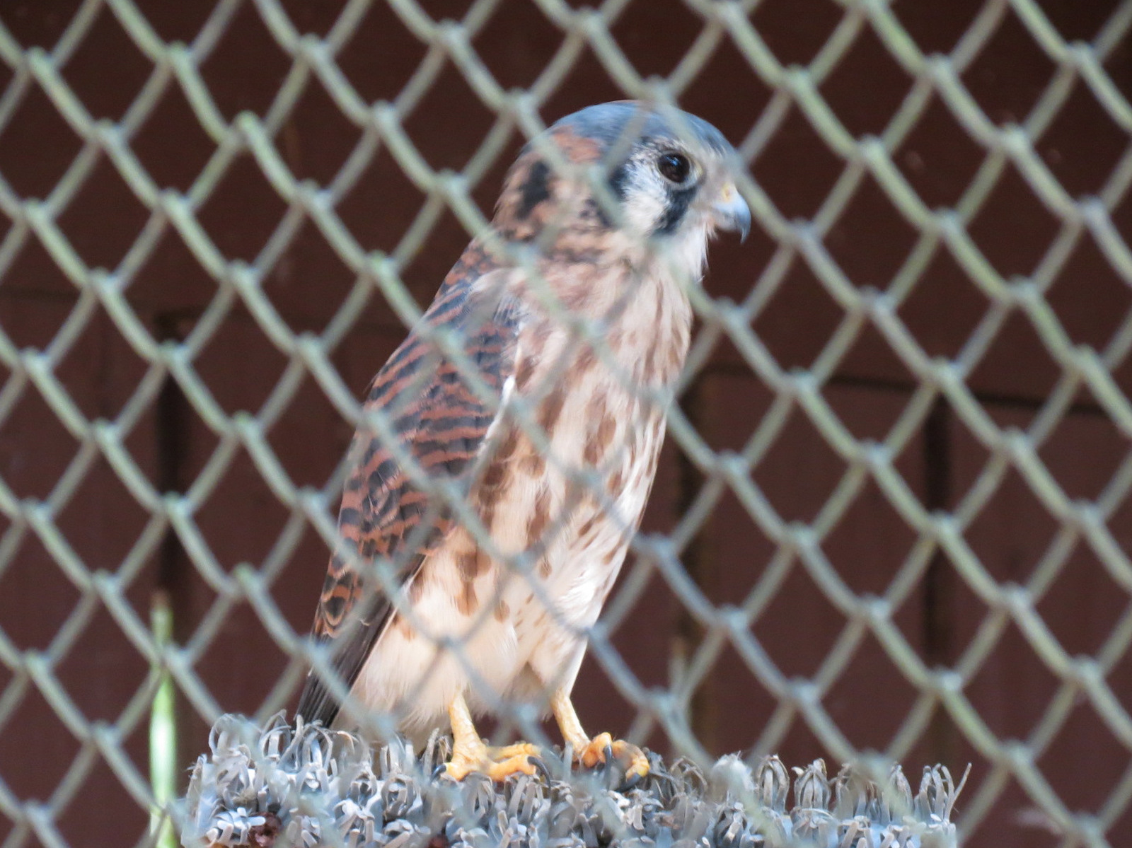 American Kestral Exhibit
