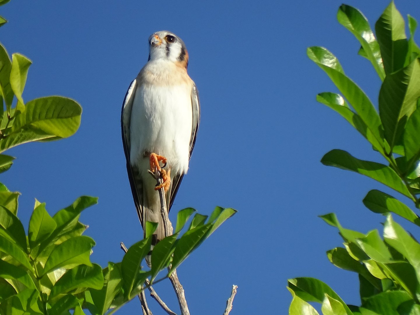 American kestral (Falco sparverius dominicensis) Wild in Jamaica