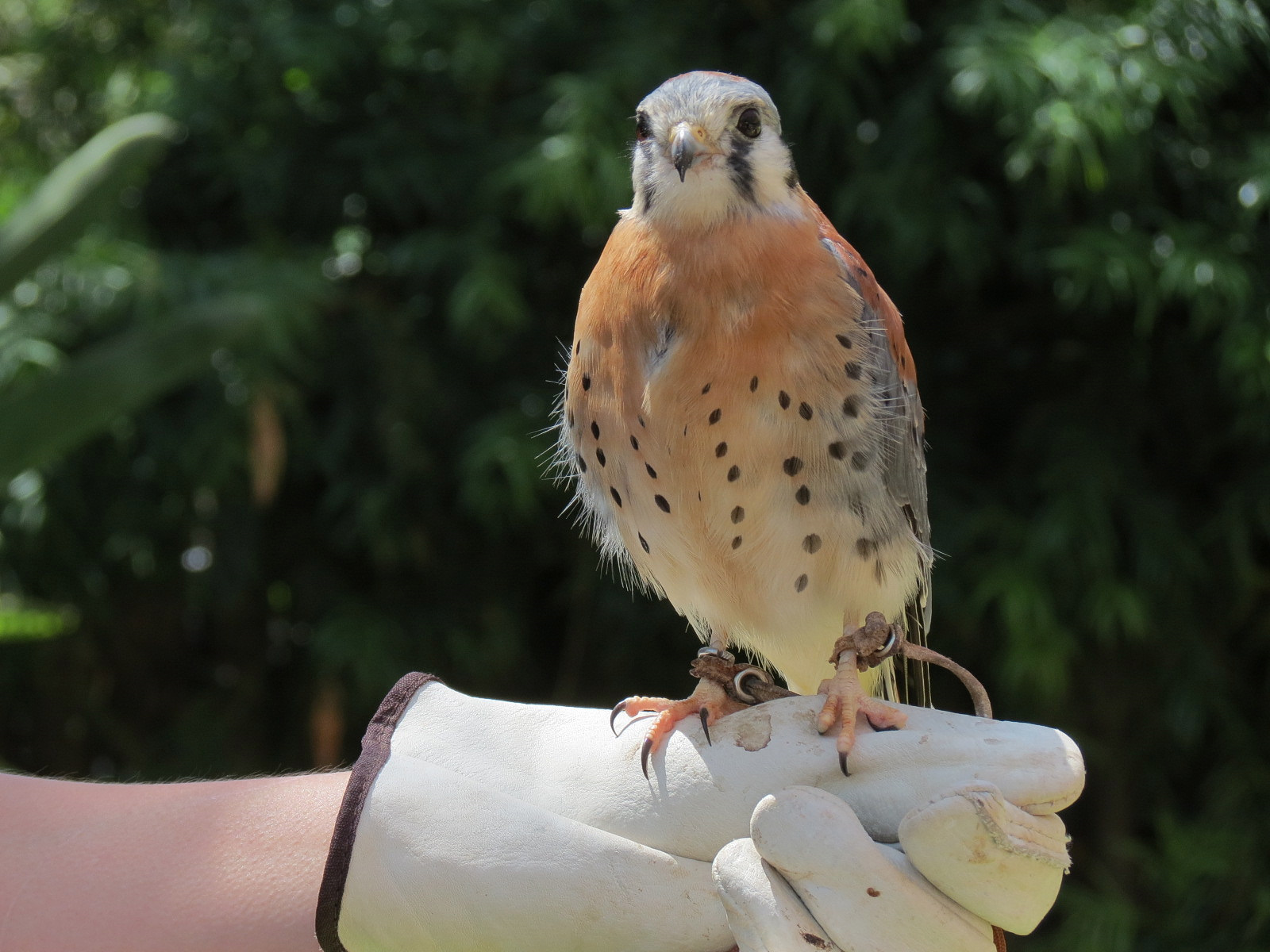 American Kestral