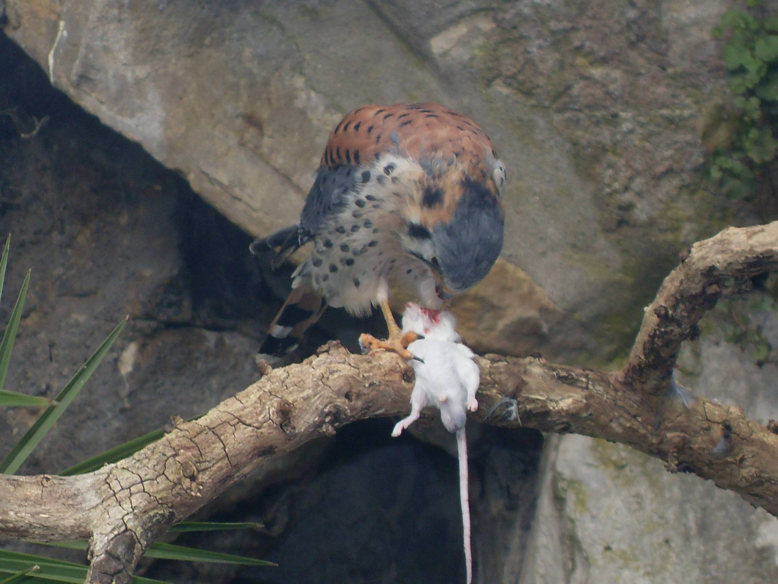 american kestrel 030910