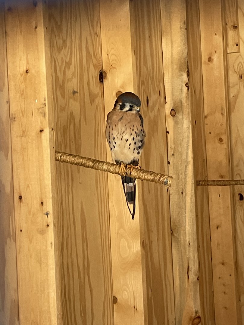 American Kestrel (8/14/21)