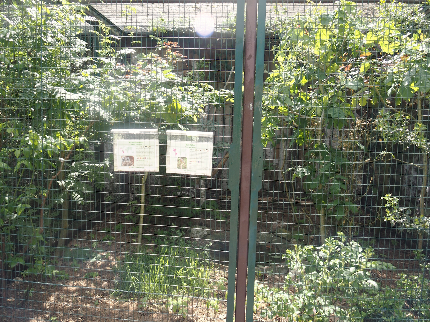 American kestrel and Burrowing owl aviary, 2024-05-21