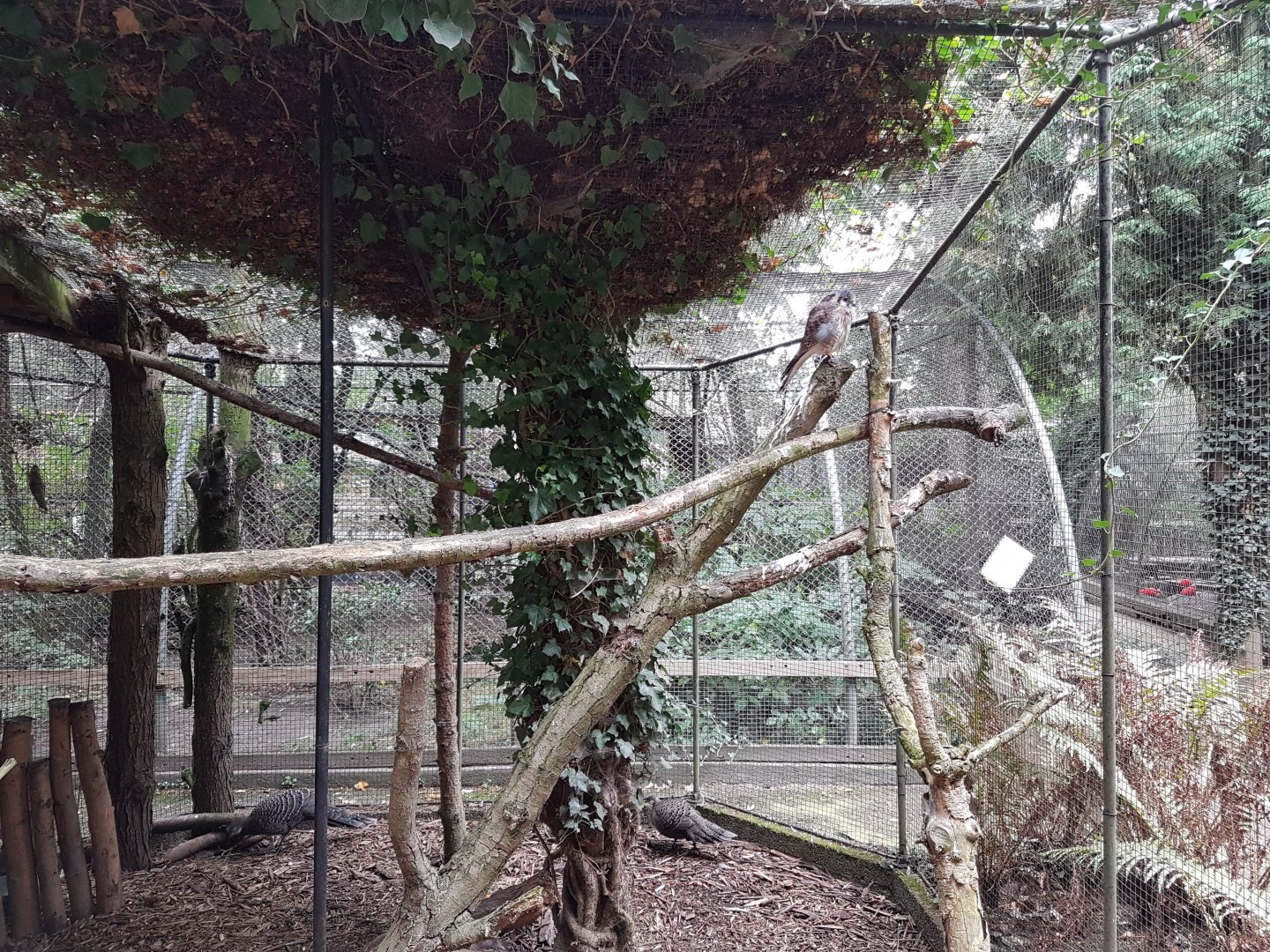 American kestrel and Grey peacock-pheasants