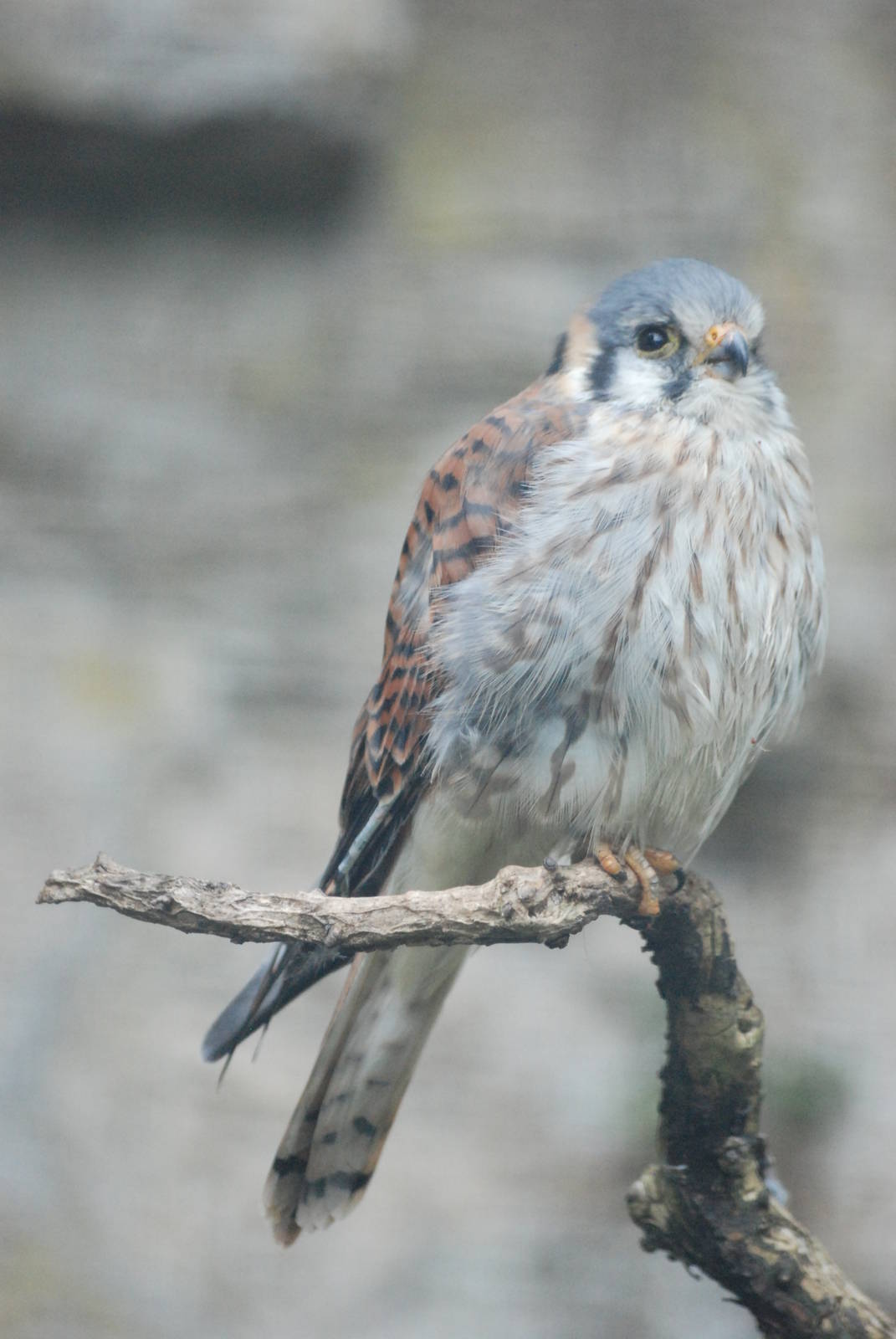 American Kestrel at Berlin Zoo, 31/08/11