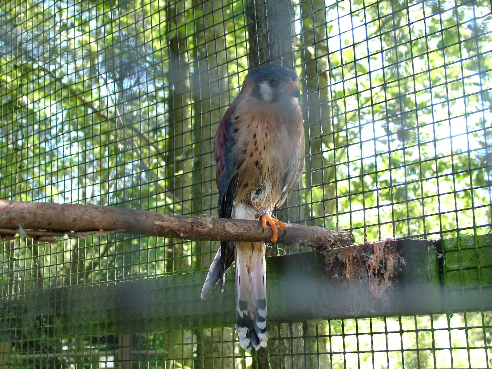 American Kestrel at Niendorf 05/09/07