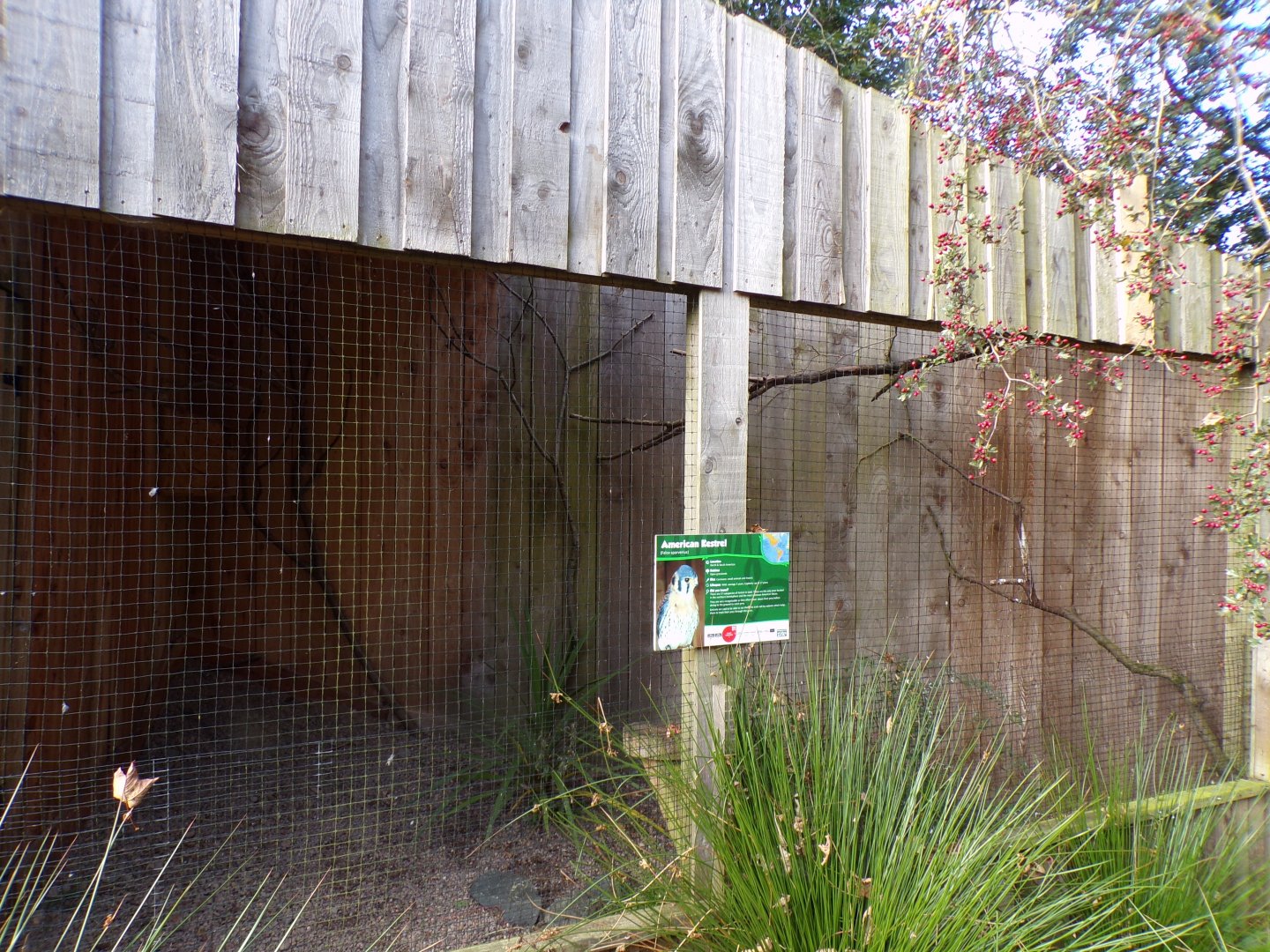 American kestrel aviary 14.10.23